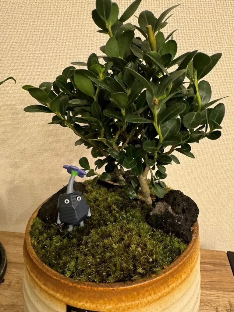 INIの高塚大夢の自宅にある植物
