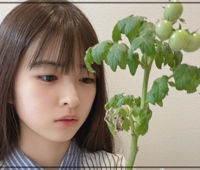 小川彩　トマト